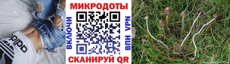 Псилоцибиновые грибы Psilocybine cubensis  Узловая 
